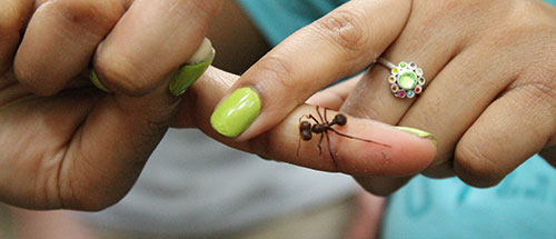 A brave student holds a leaf cutter ant for an up close examination.