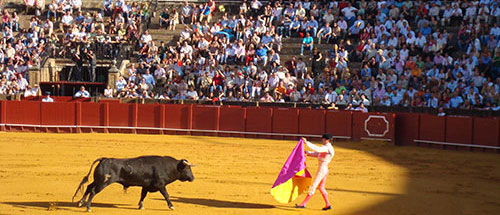 A regal matador entices the bull to charge in a traditional Spanish bull fight.